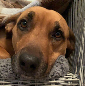 Meet your Posher, Lillian